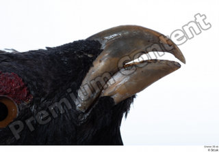 Western capercaillie beak mouth 0005.jpg